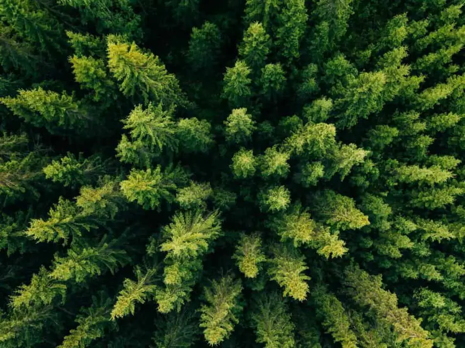 AERIAL trees