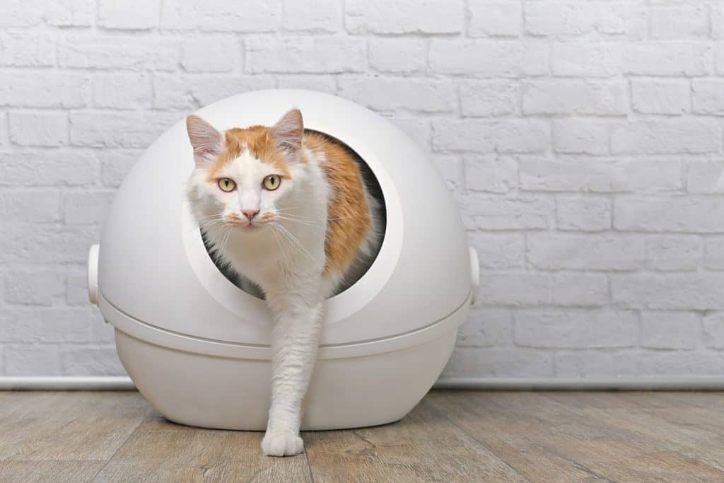 Cute tabby cat going out of a self-cleaning Litter box